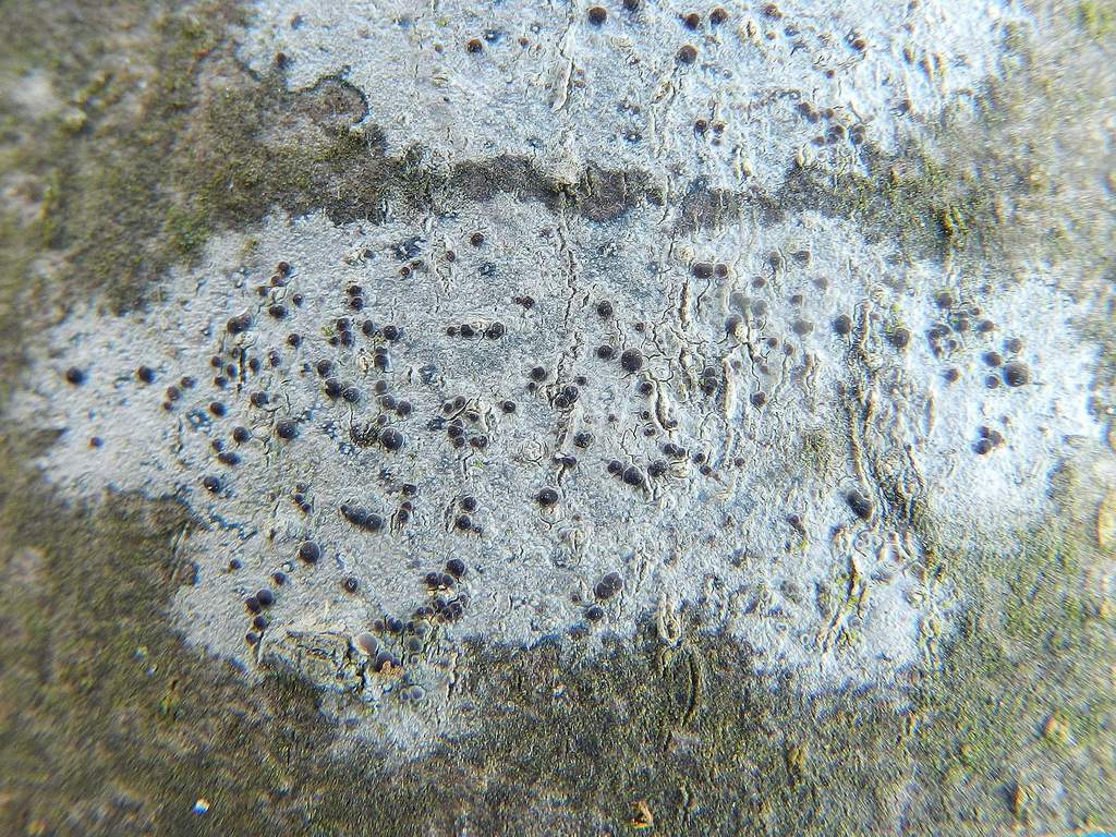 Lichene da identificare