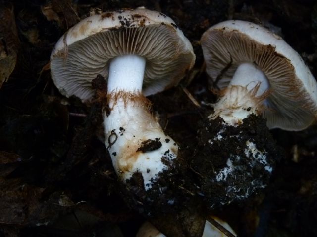 CONFERMA DETERMINAZIONE CORTINARIUS SPECIE