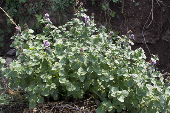 Mentha aquatica