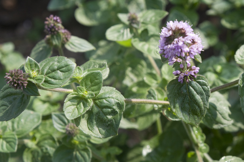 Mentha aquatica