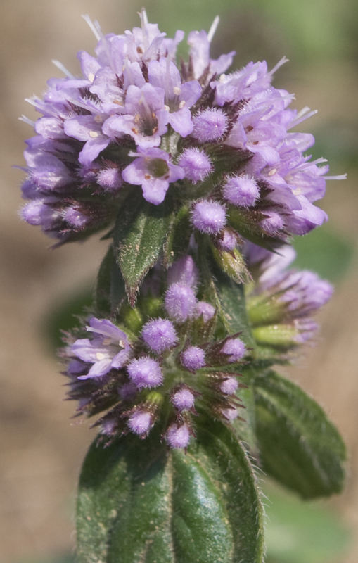 Mentha aquatica