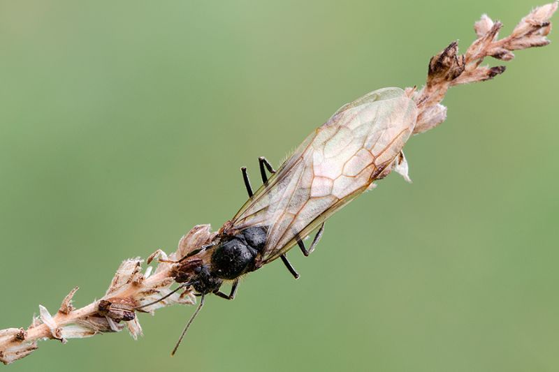 Formicidae: maschio di Messor sp.