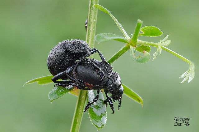 Coppia di Timarcha nicaeensis, Chrysomelidae