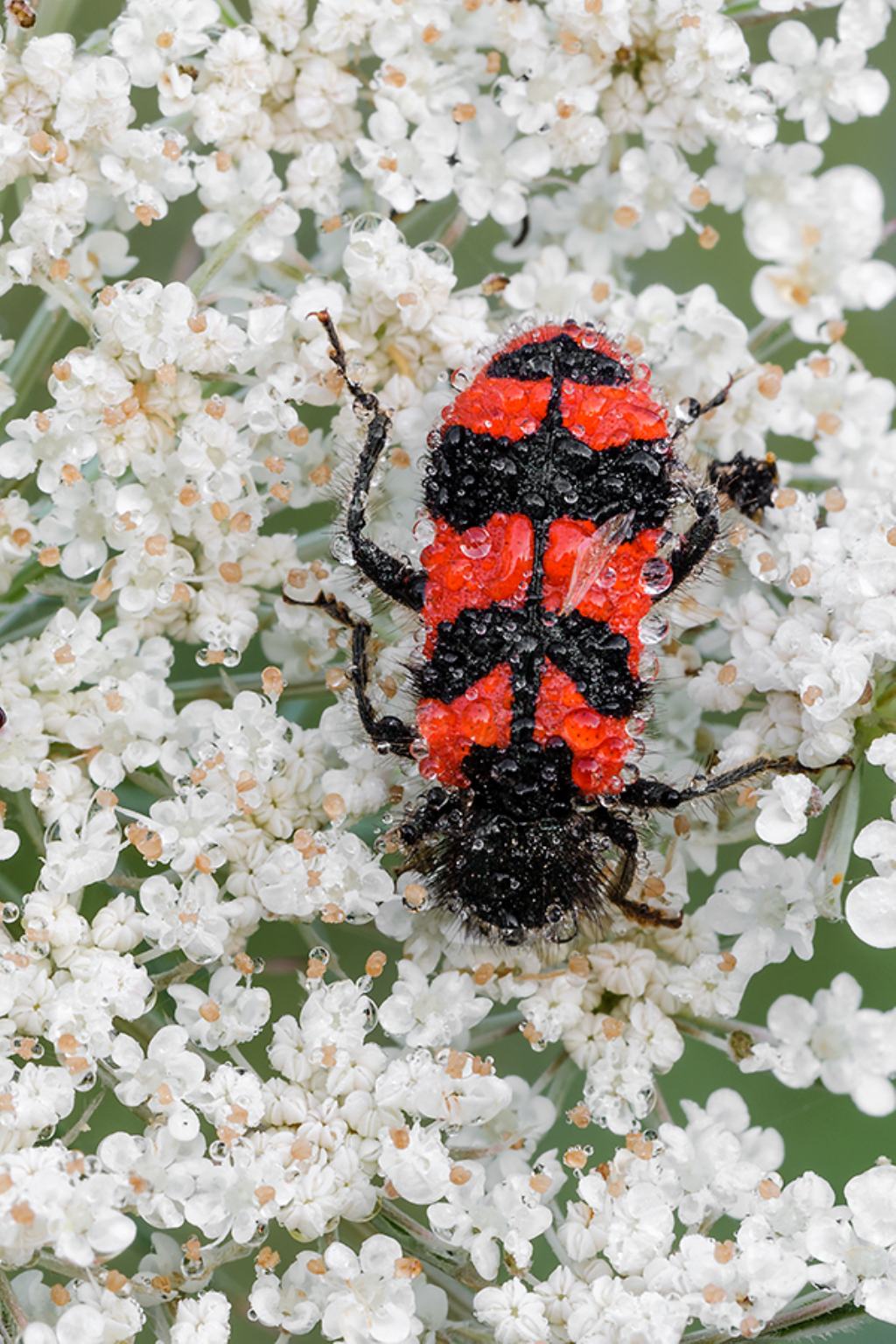 Trichodes alvearius (Cleridae)  imperlato di rugiada