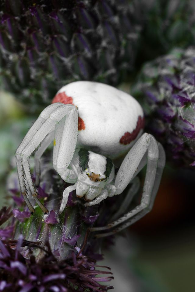 Misumena vatia - Norma (LT)