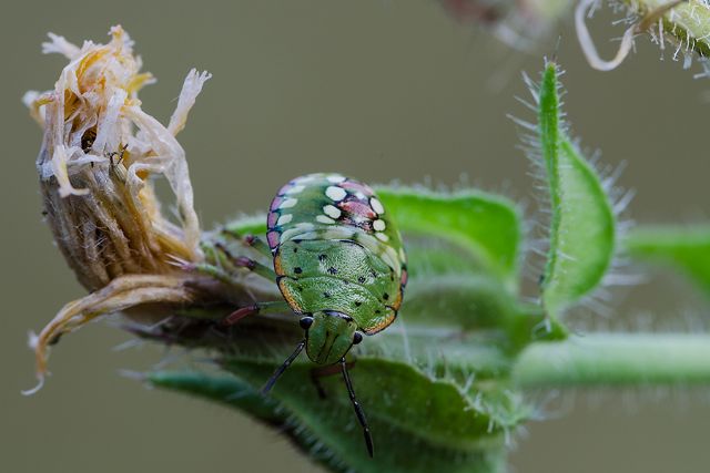 Pentatomidae: ninfa di Nezara viridula