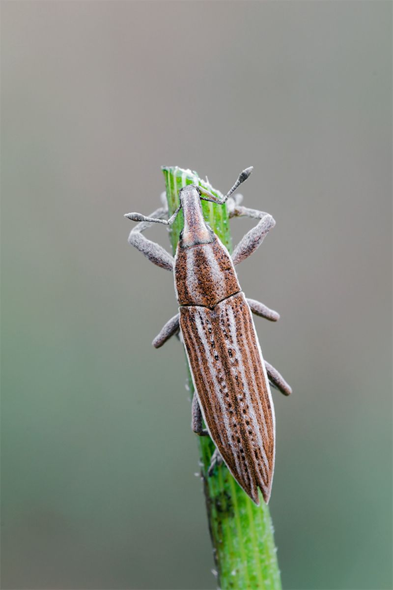 Curculionidae: Lixus anguinus