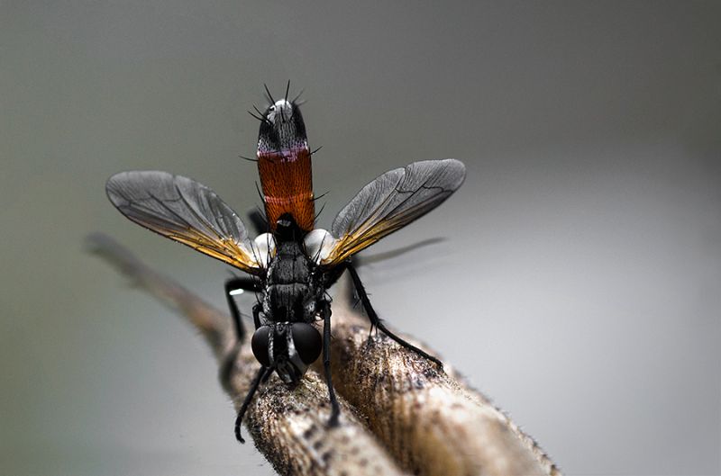 Cylindromyia sp. (Tachinidae)