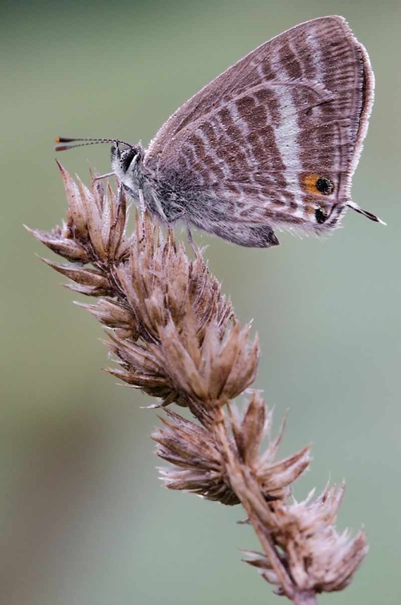 Lepidottera da identificare - Lampides boeticus, Lycaenidae