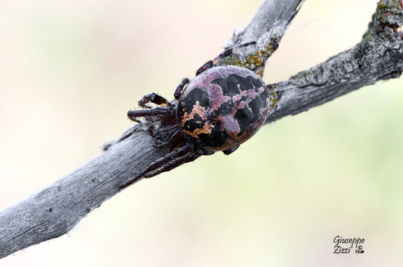 Larinioides sp.  - Latina