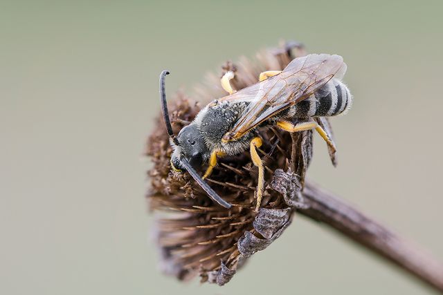 Hymenoptera da identificare