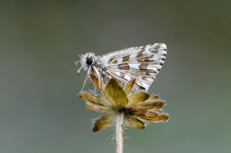 Pyrgus da identificare