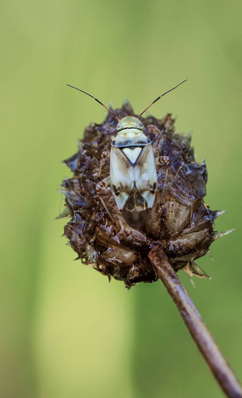 Miridae : Lygus gemellatus