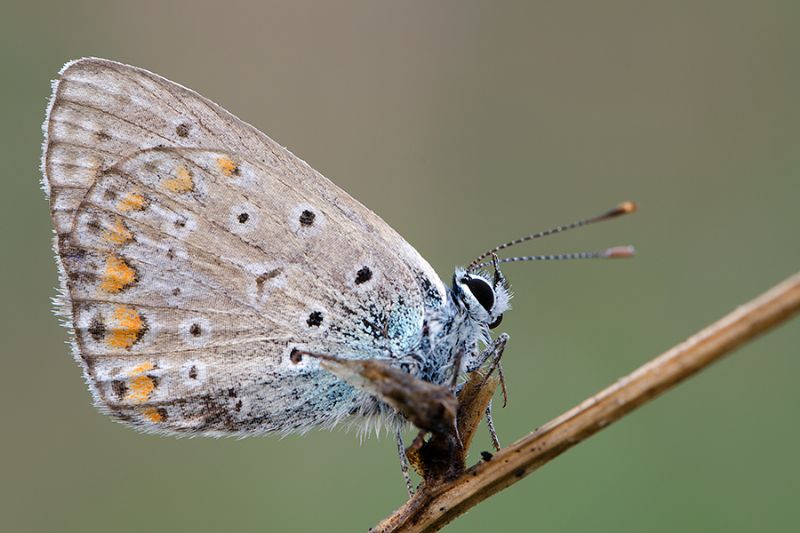 ID Polyommatus