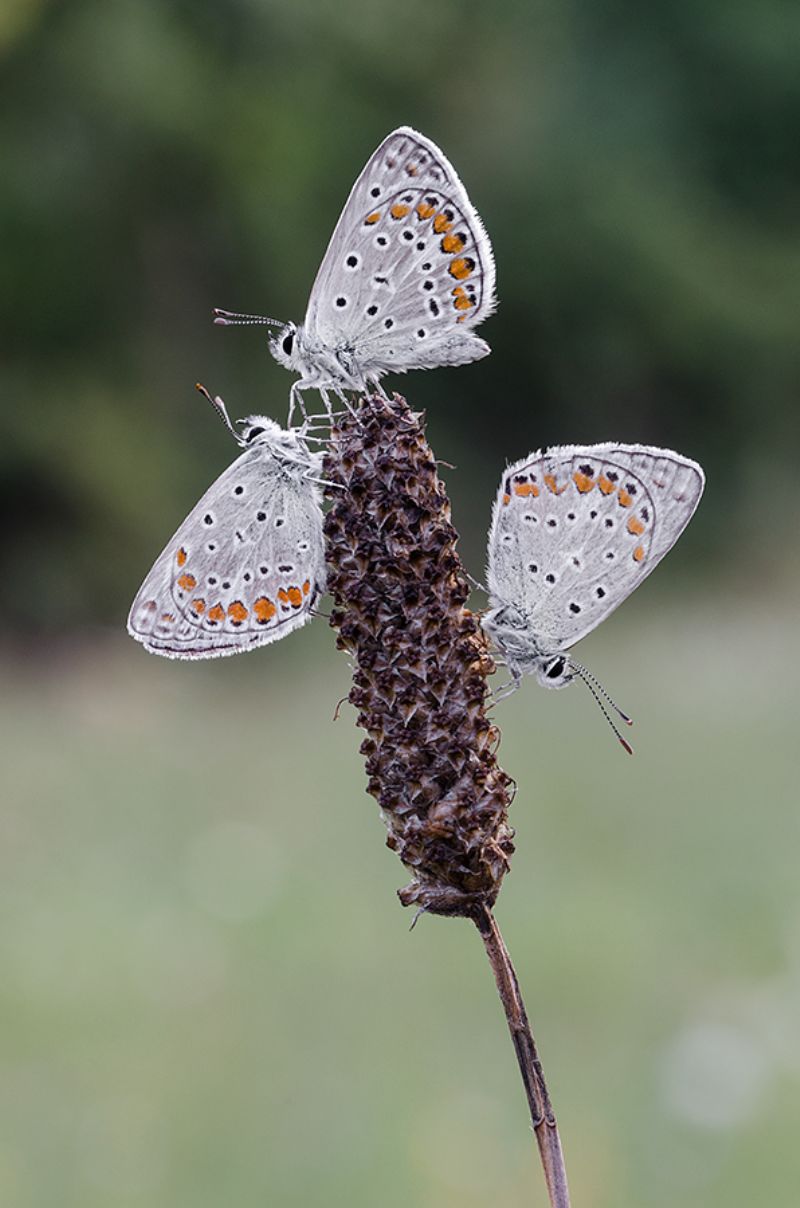 Polyommatus Icarus?