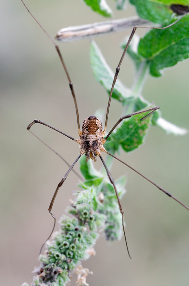 Phalangiidae: cfr. Oligolophus sp.