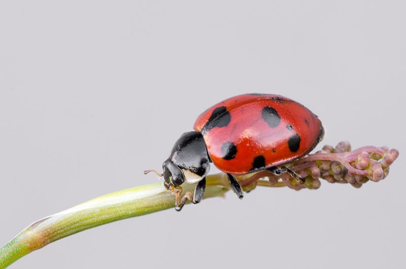 Ceratomegilla undecimnotata, Coccinellidae