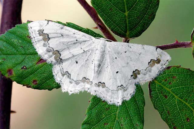 ID Falena - Scopula (Scopula) ornata