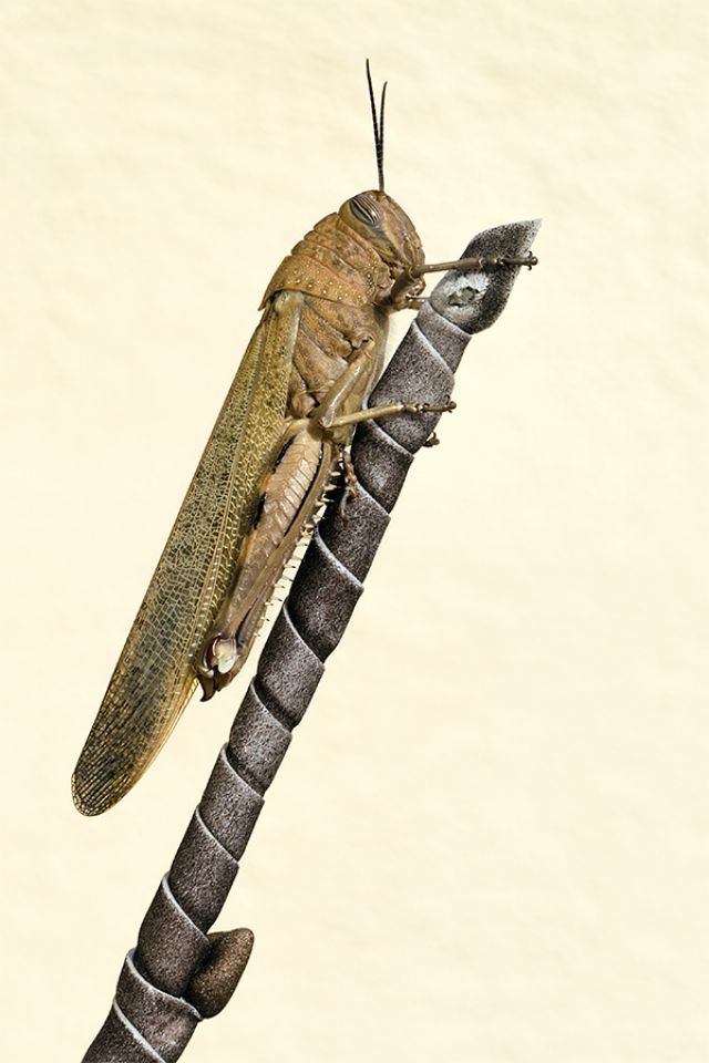 ID Coleoptera: No, Orthoptera:  Anacrydium aegyptium
