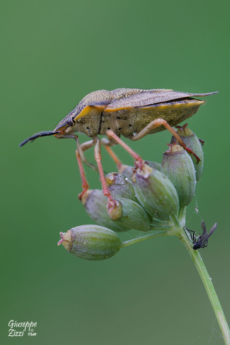 Carpocoris?  S, Carpocoris mediterraneus atlanticus