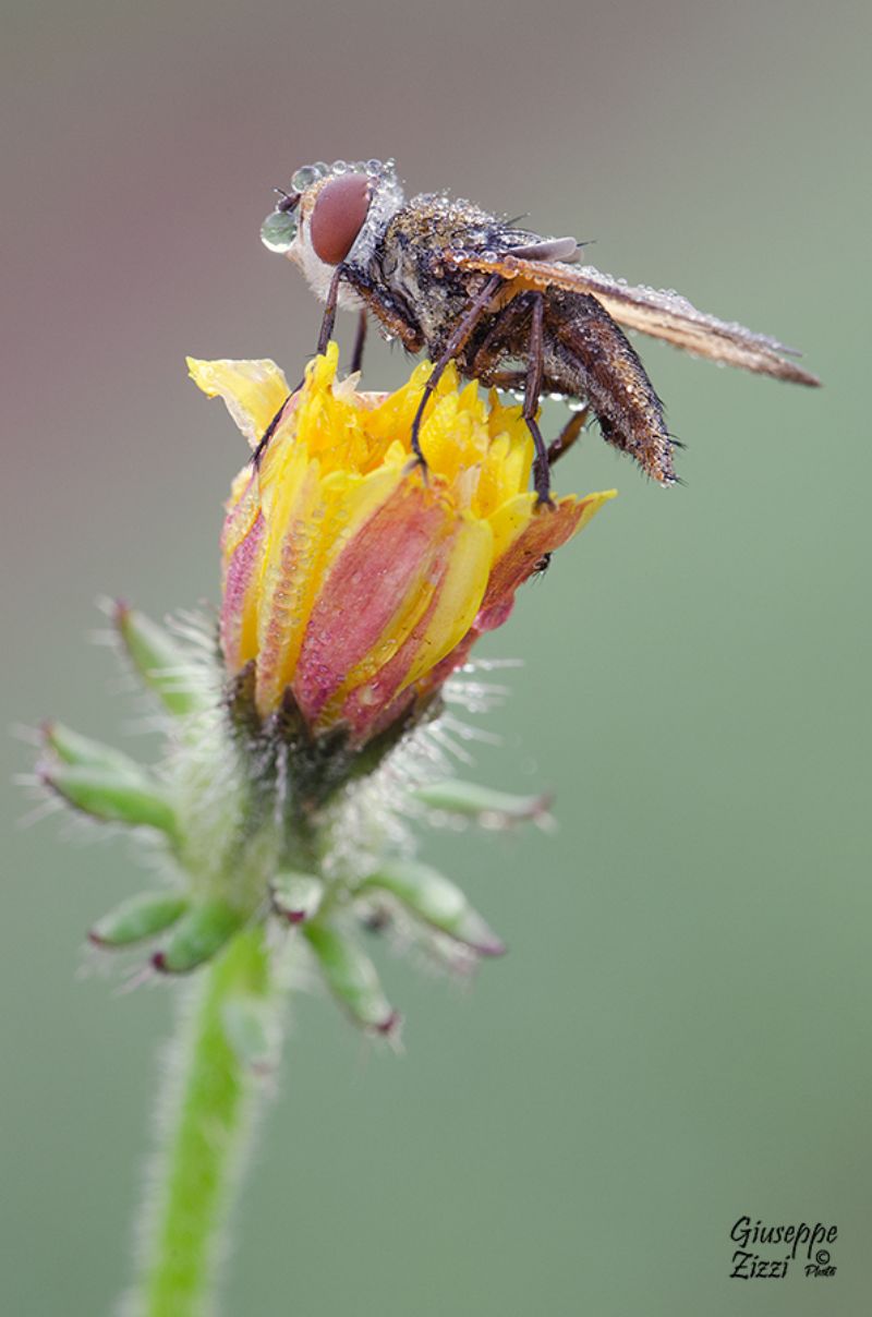 Tachinidae: Ectophasia crassipennis (cfr.)