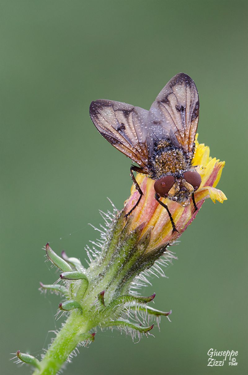 Tachinidae: Ectophasia crassipennis (cfr.)