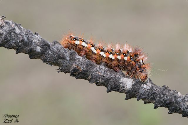 Bruco da identificare - Acronicta (Viminia) rumicis, Noctuidae