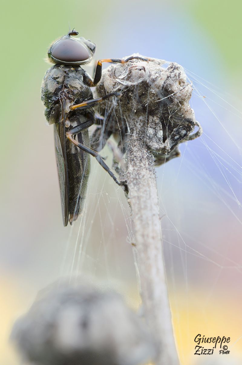 Cheilosia sp. (Syrphidae)