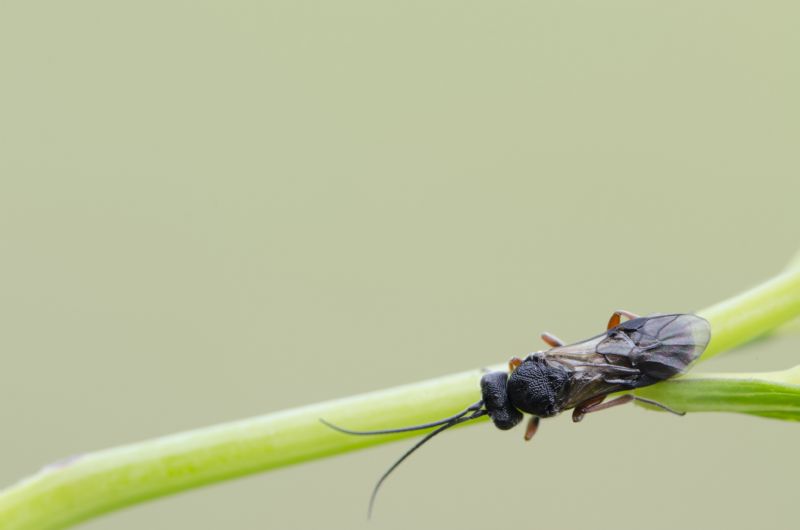 Braconidae: Chelonus (Chelonus) sp.