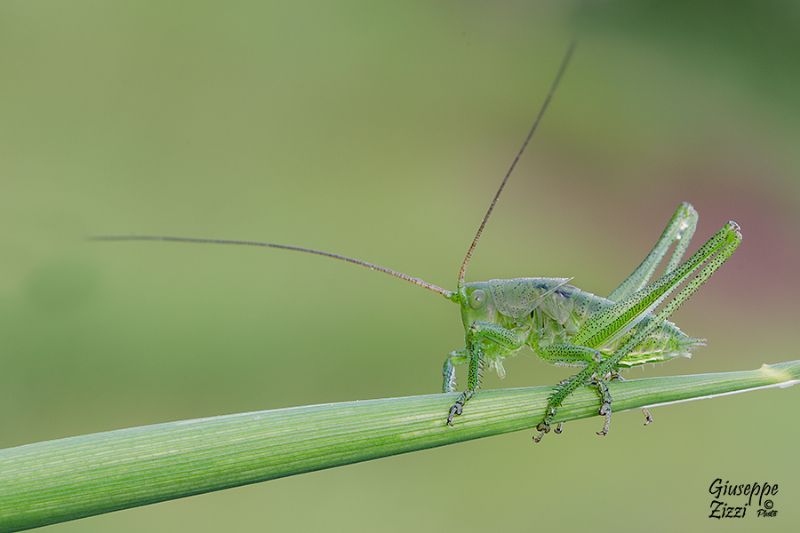 Neanide di Tettigonia viridissima