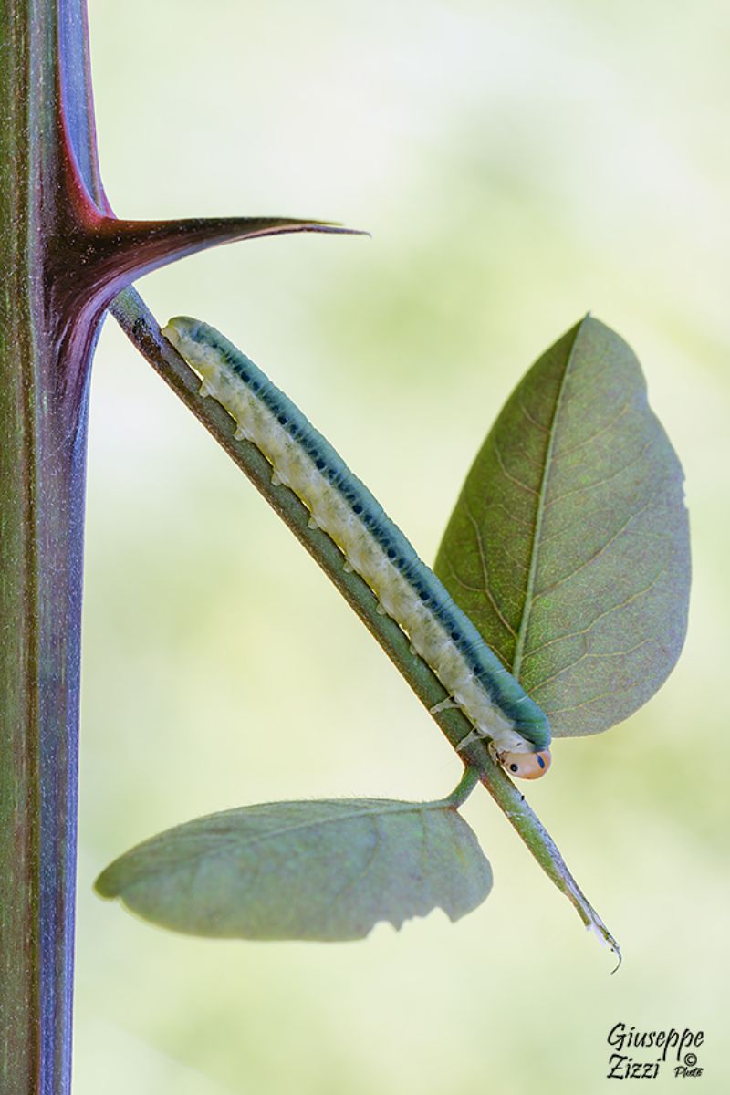 Bruco da identificare