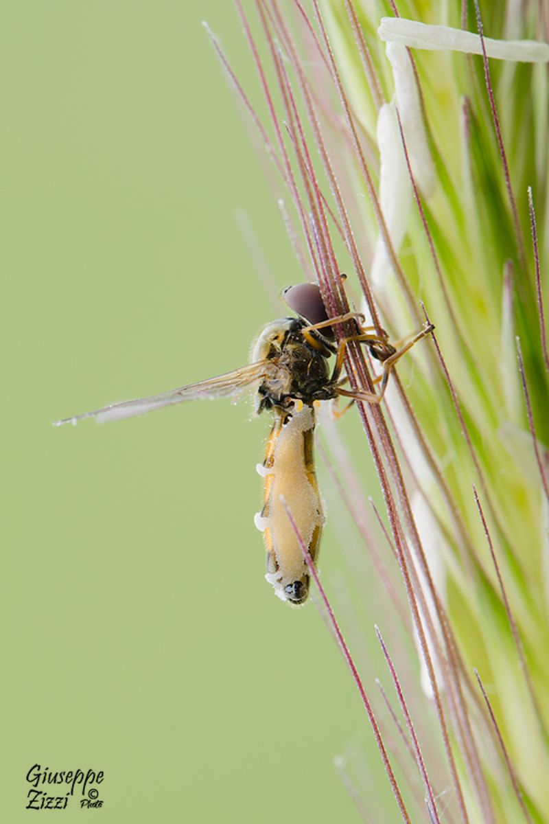 Dittero Syrphidae parassitato da funghi