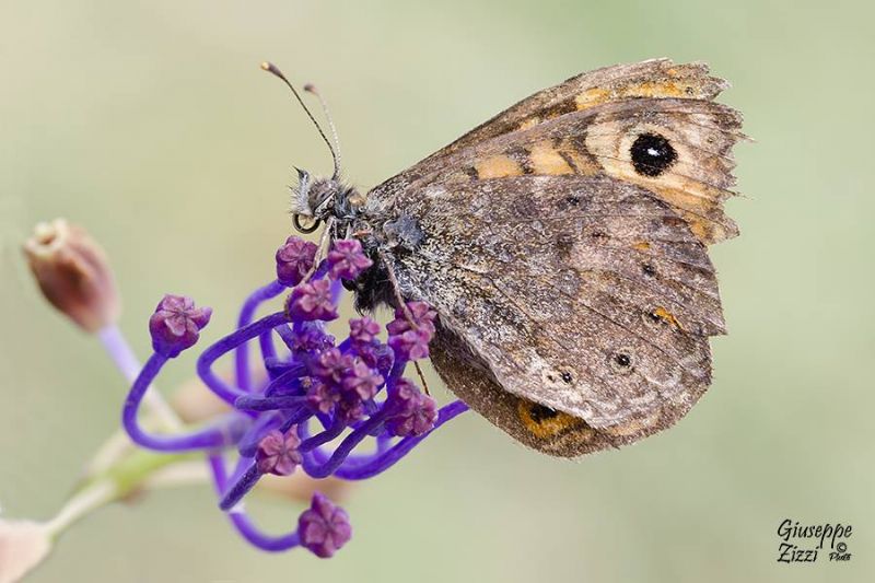 Coenonympha da identificare - Lasiommata megera