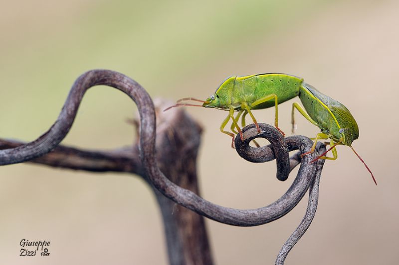 Pentatomidae: Piezodorus lituratus
