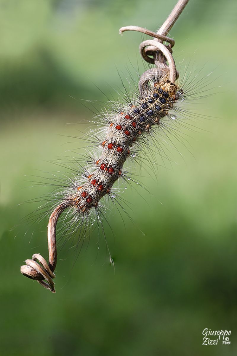 Bruco da identificare - Lymantria dispar, Erebidae Lymantriinae