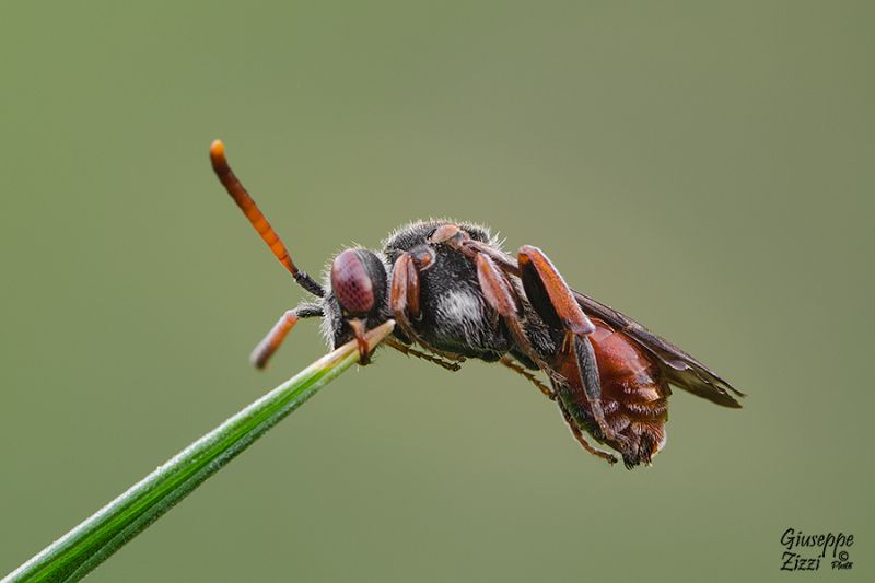 Apidae:  cfr. Nomada sp.