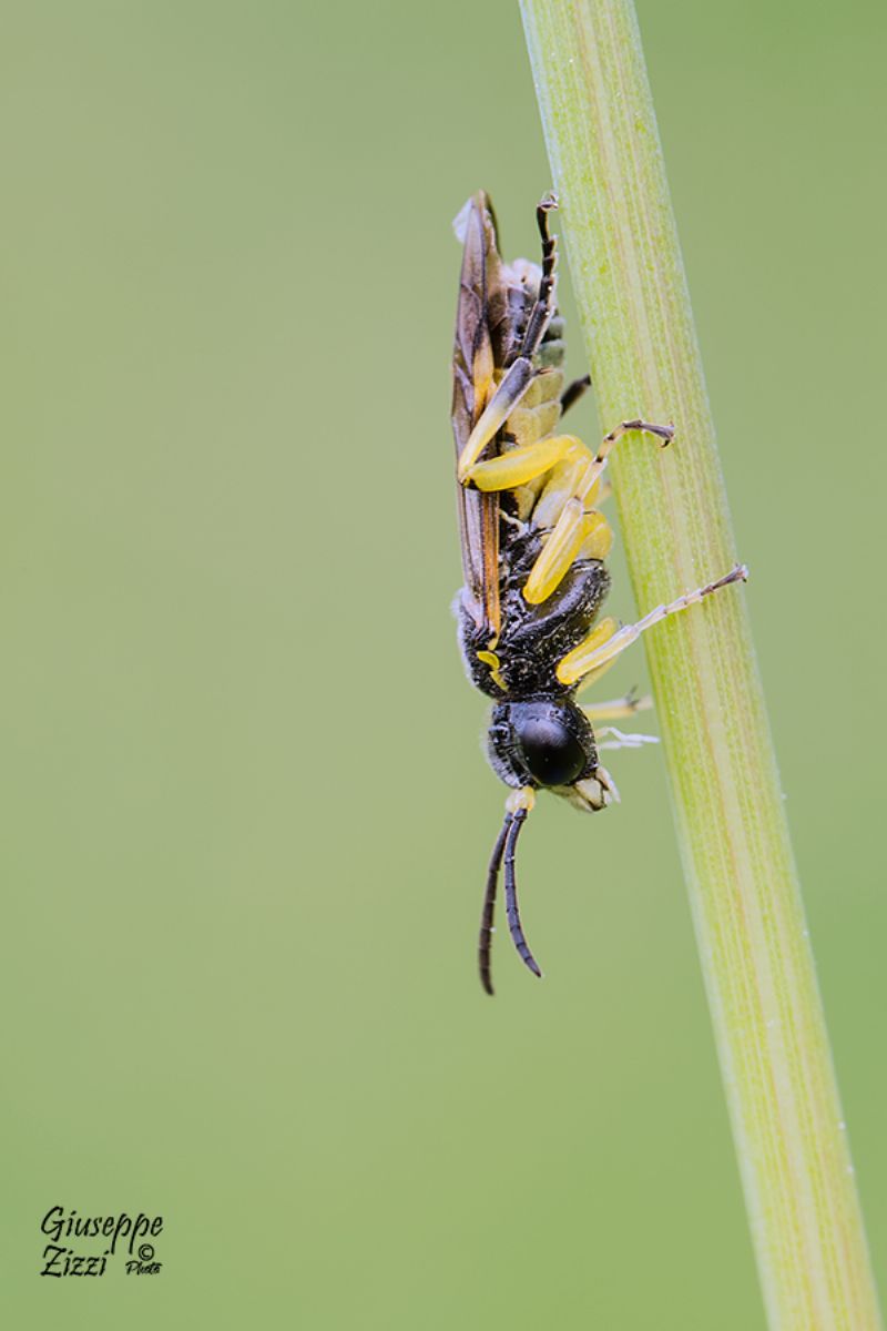 Tenthredinidae:  Tenthredo sp.
