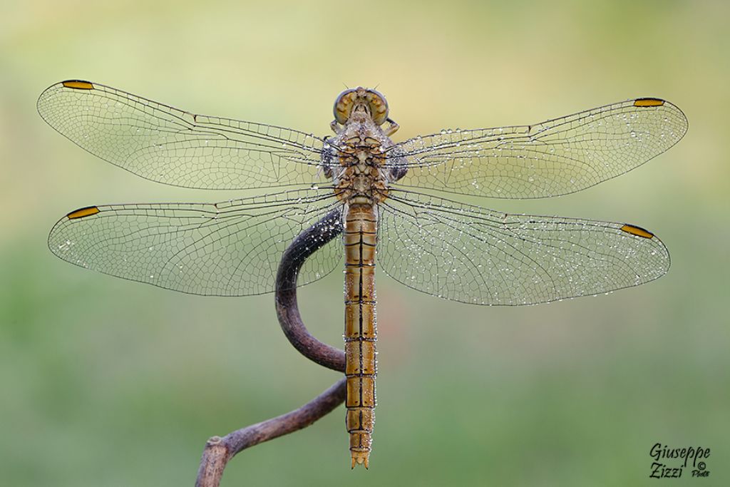 Orthetrum brunneum, femmina