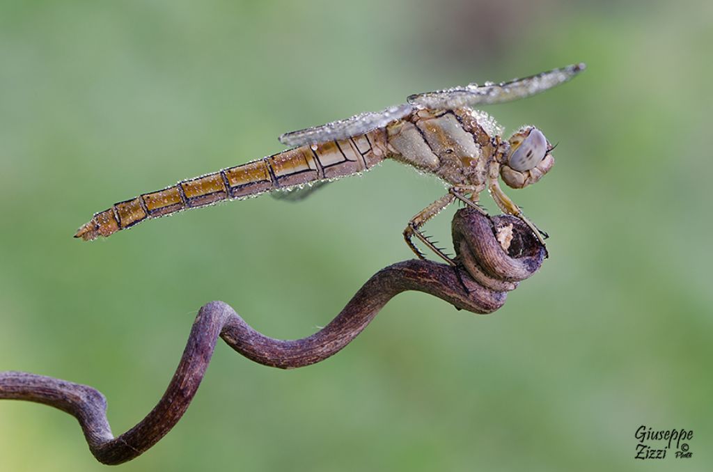 Orthetrum brunneum, femmina