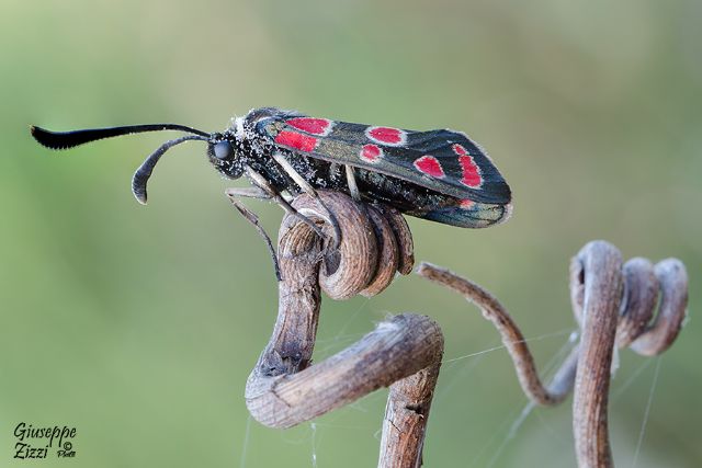 Zygaena da identificare -  Zygaena (Agrumenia) carniolica