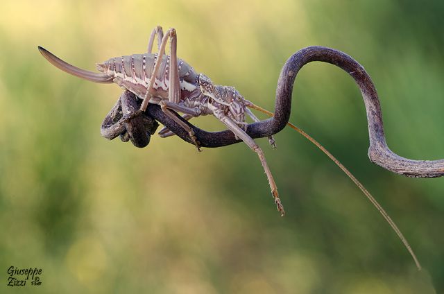 Bradyporidae: Uromenus (Bolivarus) elegans, giovane femmina