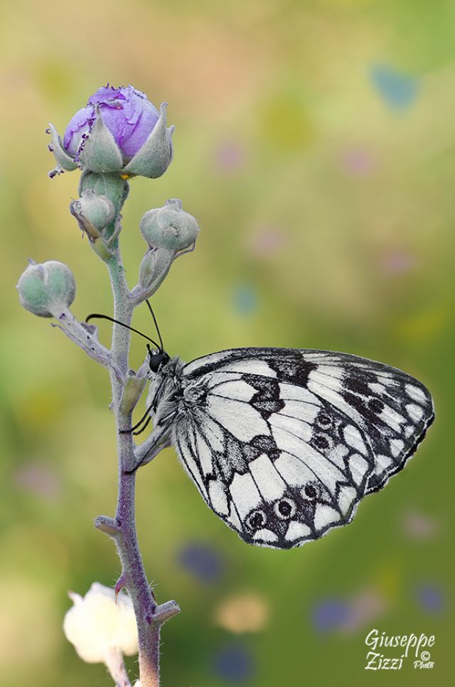 Melanargia da identificare - Melanargia galathea