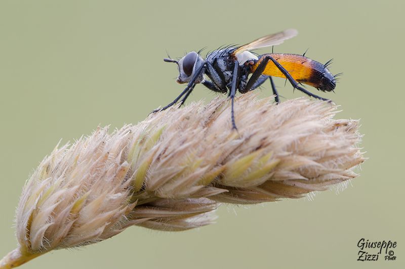 Cylindromyia sp. (Tachinidae)