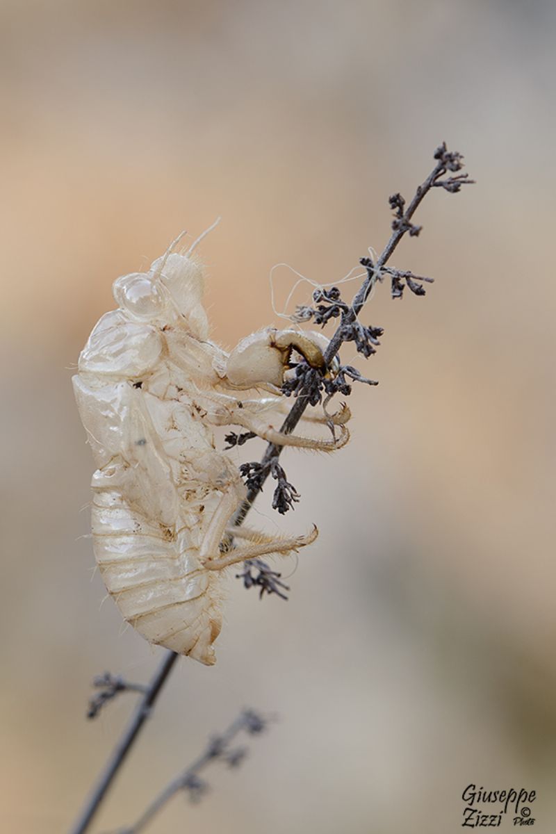 Cicadidae:  exuvia prob. di Cicada orni