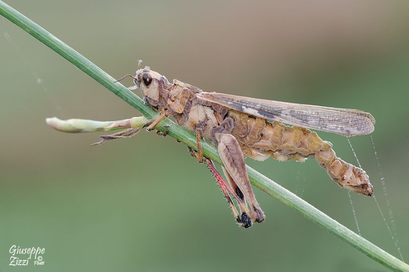 Aiolopus thalassinus thalassinus ,  parassitato
