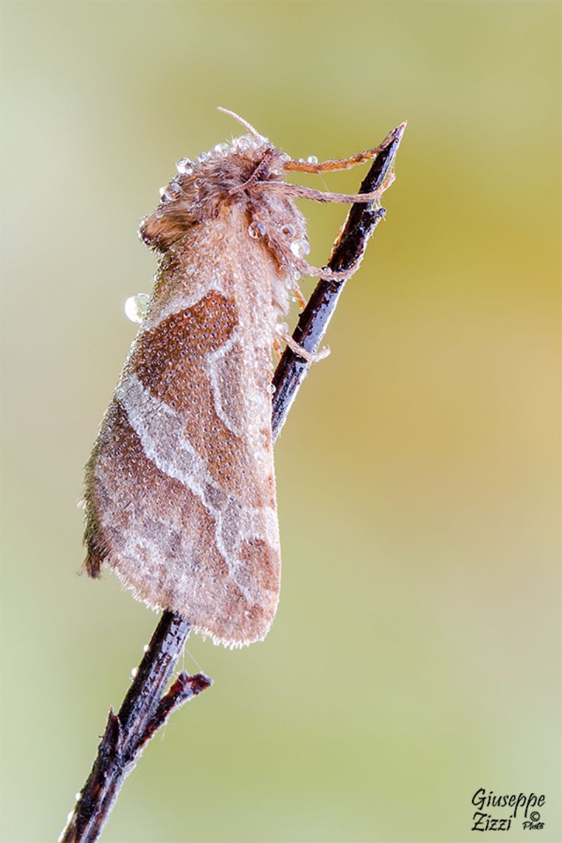 Falena da identificare - Triodia sylvina, Hepialidae