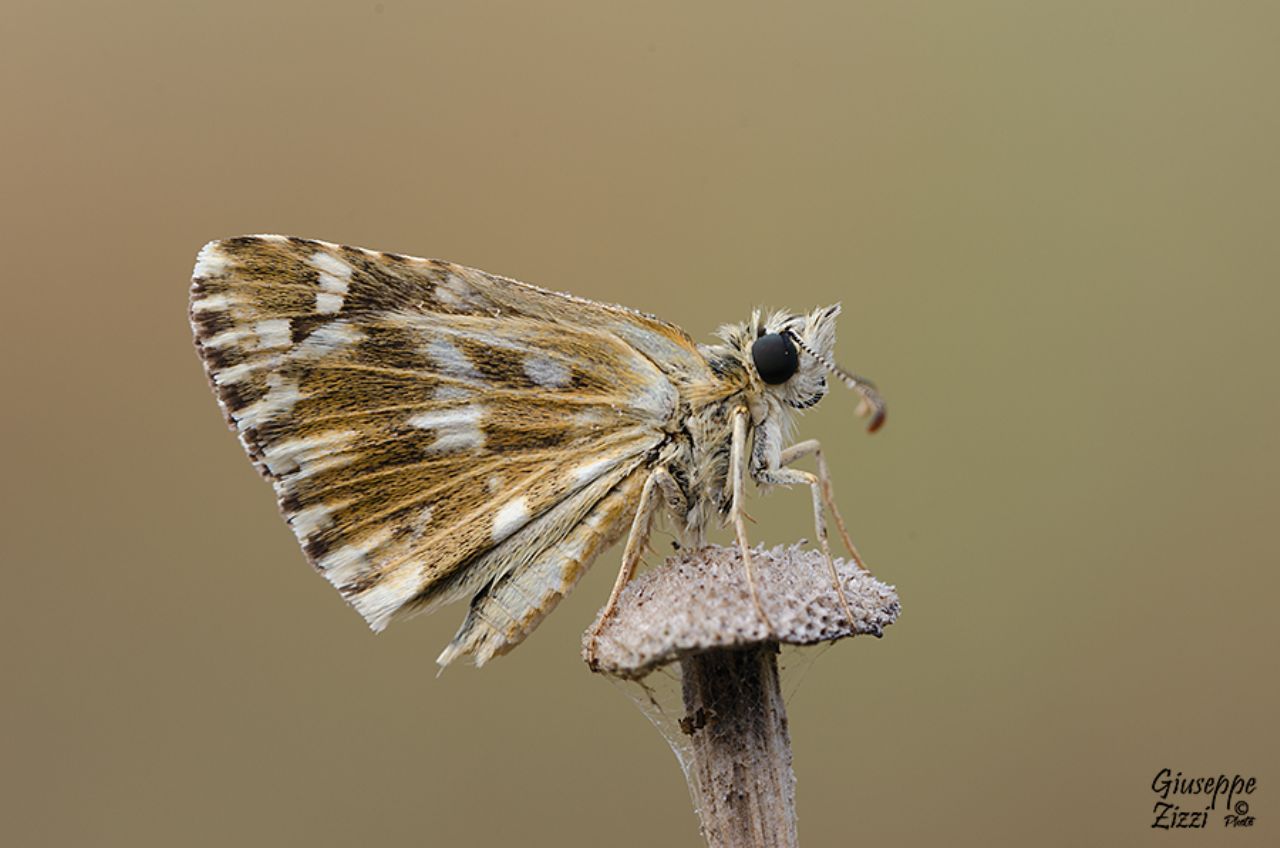 Pyrgus da identificare
