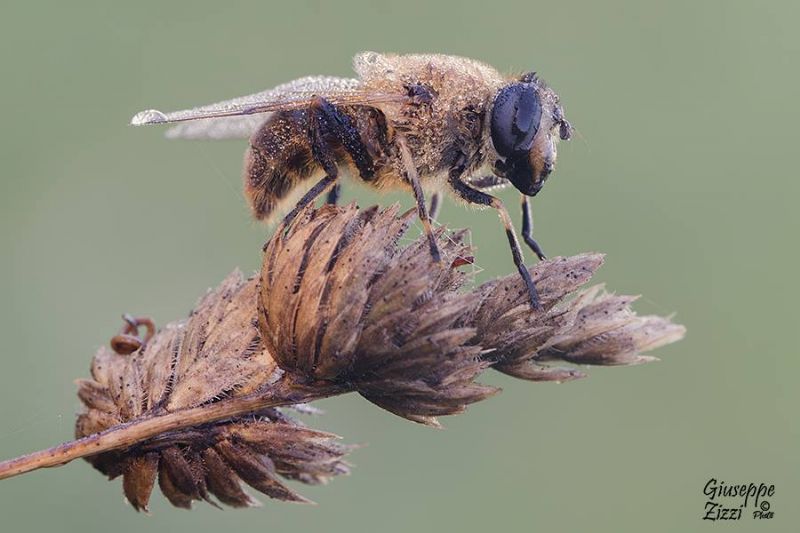 Eristalis tenax (Syrphidae)