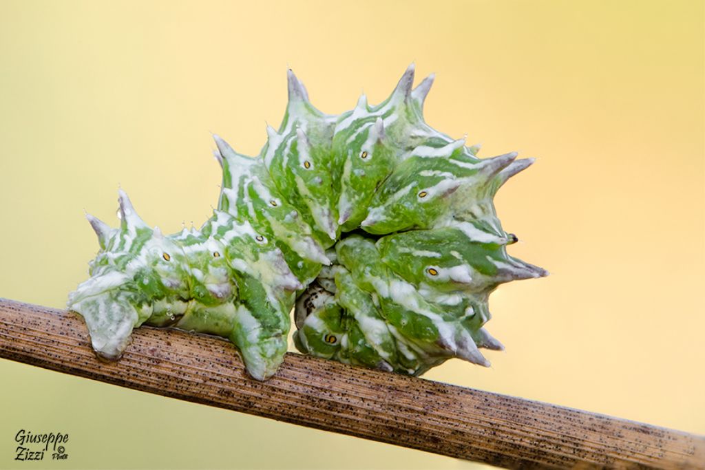 Bruco da identificare - Apochima flabellaria, Geometridae