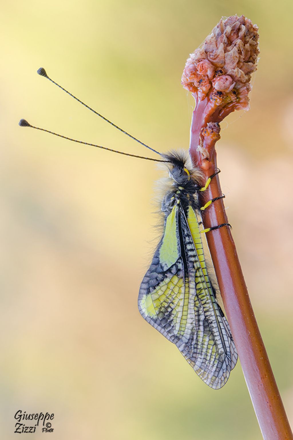 Ascalaphidae: Libelloides coccajus o lacteus?  Libelloides coccajus